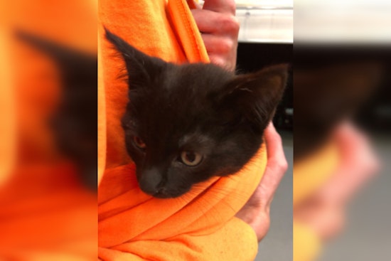 Multnomah County SAR Deputy Adopts Kitten Found in Rescue Truck After Lengthy Journey