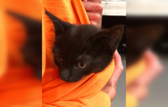 Multnomah County SAR Deputy Adopts Kitten Found in Rescue Truck After Lengthy Journey