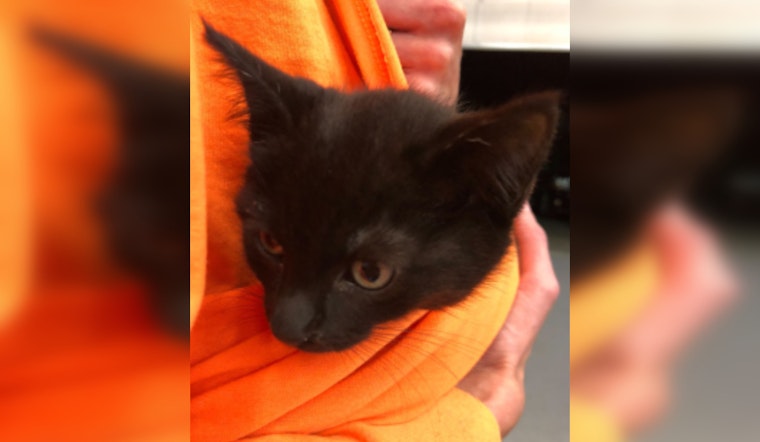 Multnomah County SAR Deputy Adopts Kitten Found in Rescue Truck After Lengthy Journey