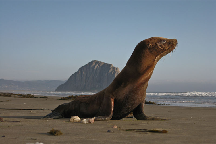 New Sea Lion Pup Pepper Makes a Splash at Point Defiance Zoo & Aquarium