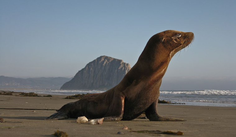 New Sea Lion Pup Pepper Makes a Splash at Point Defiance Zoo & Aquarium