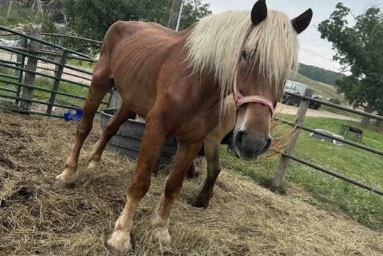 Northern Michigan Man Pleads Not Guilty to Animal Cruelty Charges Involving Dozens of Animals