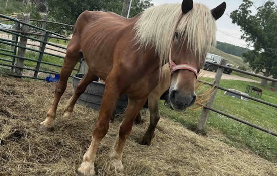 Northern Michigan Man Pleads Not Guilty to Animal Cruelty Charges Involving Dozens of Animals