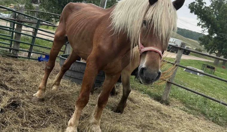 Northern Michigan Man Pleads Not Guilty to Animal Cruelty Charges Involving Dozens of Animals