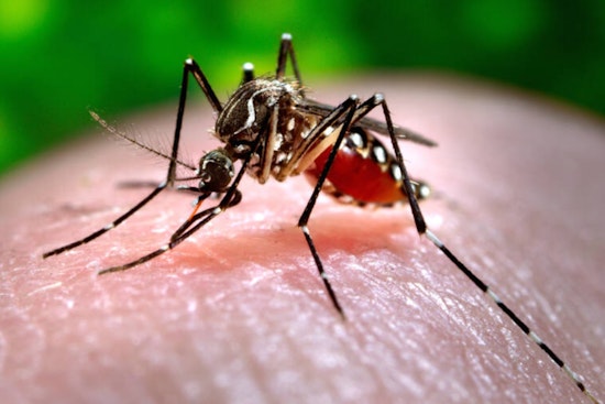 Oahu Resident Contracts Dengue Fever as Hawaii Records 11th Case in 2024 and DOH Urges Vigilance