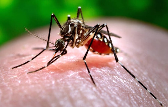 Oahu Resident Contracts Dengue Fever as Hawaii Records 11th Case in 2024 and DOH Urges Vigilance