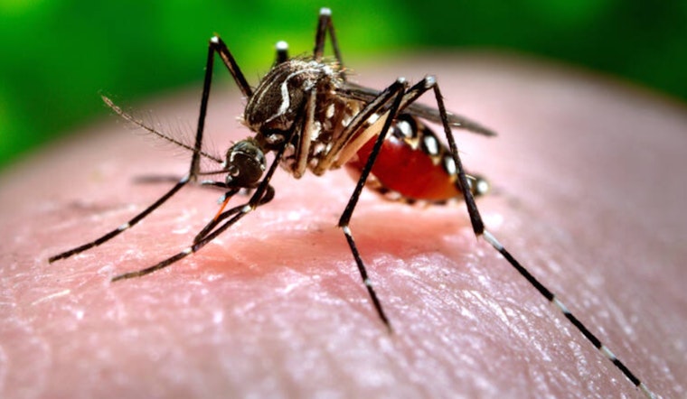 Oahu Resident Contracts Dengue Fever as Hawaii Records 11th Case in 2024 and DOH Urges Vigilance