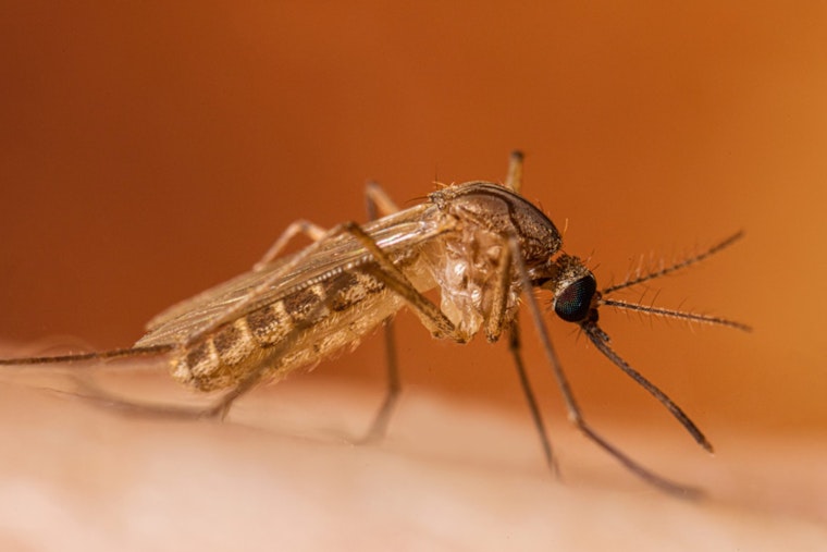 Oakland County on Alert as West Nile Virus Detected in Mosquitoes and Birds