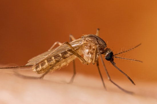 Oakland County on Alert as West Nile Virus Detected in Mosquitoes and Birds