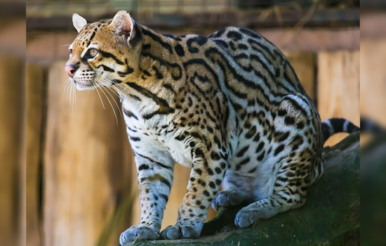 Ocelot Sighted in Southern Arizona Wilderness for First Time in 50 Years