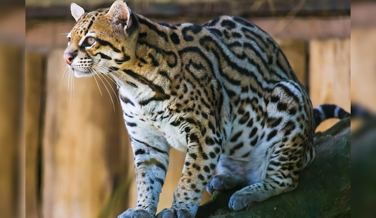 Ocelot Sighted in Southern Arizona Wilderness for First Time in 50 Years