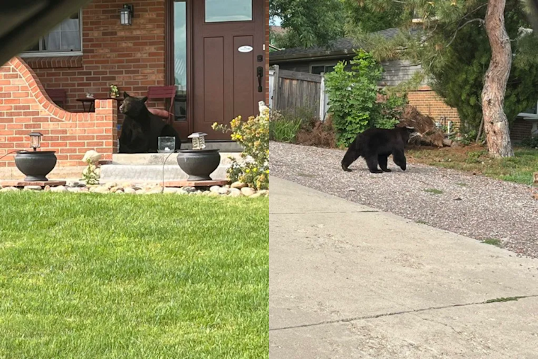 Officials Respond as Bear Takes Refuge in Tree at Lone Tree's Park Meadows Mall, Public Urged to Report Sightings