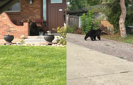 Officials Respond as Bear Takes Refuge in Tree at Lone Tree's Park Meadows Mall, Public Urged to Report Sightings