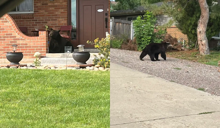 Officials Respond as Bear Takes Refuge in Tree at Lone Tree's Park Meadows Mall, Public Urged to Report Sightings