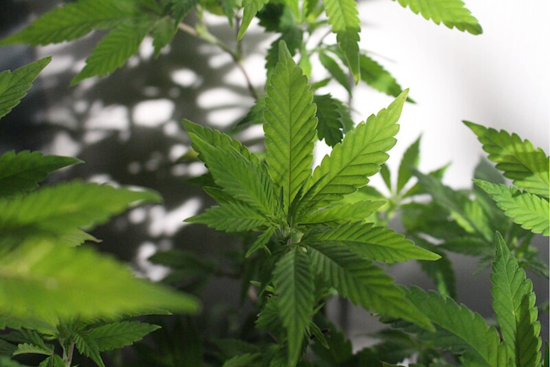 Ohio Faces Surge in Pediatric Marijuana Exposures as Edibles Incidents Rise