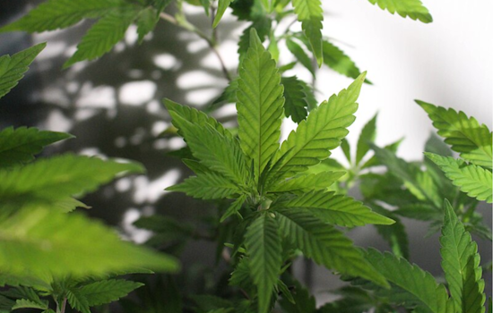 Ohio Faces Surge in Pediatric Marijuana Exposures as Edibles Incidents Rise