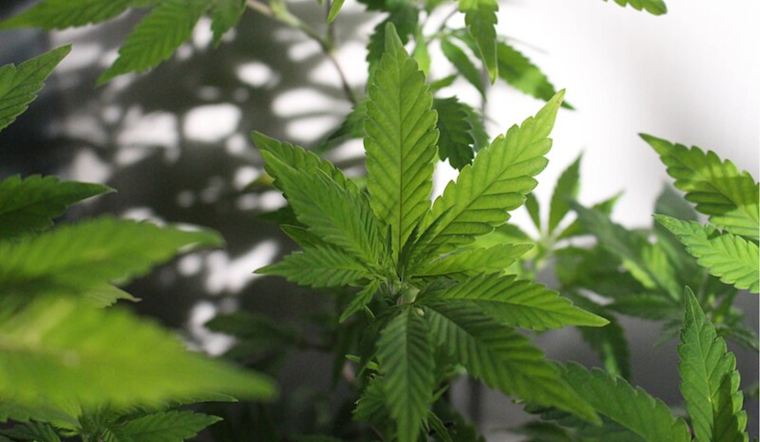 Ohio Faces Surge in Pediatric Marijuana Exposures as Edibles Incidents Rise