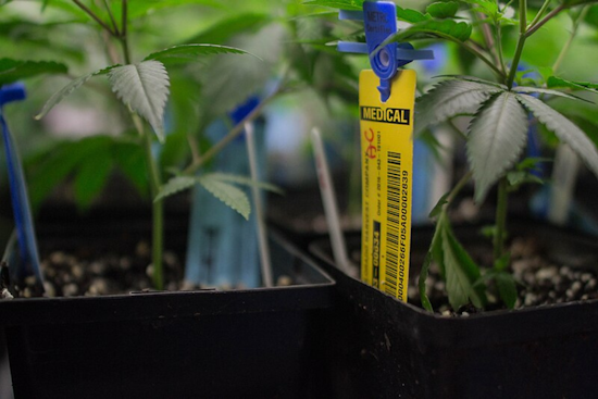 Ohio Ushers In New Era with Commencement of Recreational Marijuana Sales