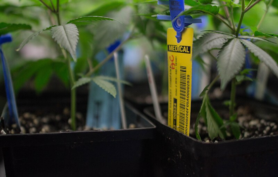 Ohio Ushers In New Era with Commencement of Recreational Marijuana Sales