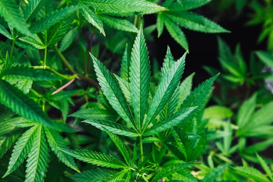Ohio Welcomes Legal Marijuana with Indiana Maintaining Strict Prohibition, Urging Hoosiers to Exercise Caution at the Border