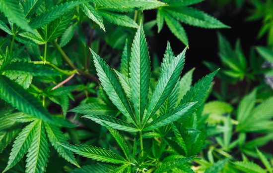 Ohio Welcomes Legal Marijuana with Indiana Maintaining Strict Prohibition, Urging Hoosiers to Exercise Caution at the Border