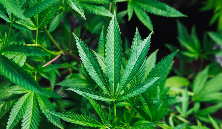 Ohio Welcomes Legal Marijuana with Indiana Maintaining Strict Prohibition, Urging Hoosiers to Exercise Caution at the Border