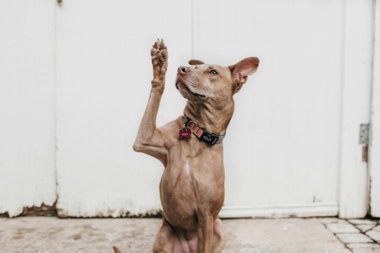 Orange County Animal Services Launches August Adoption Promotions to Ease Shelter Overcrowding