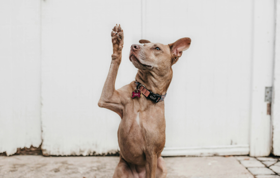 Orange County Animal Services Launches August Adoption Promotions to Ease Shelter Overcrowding
