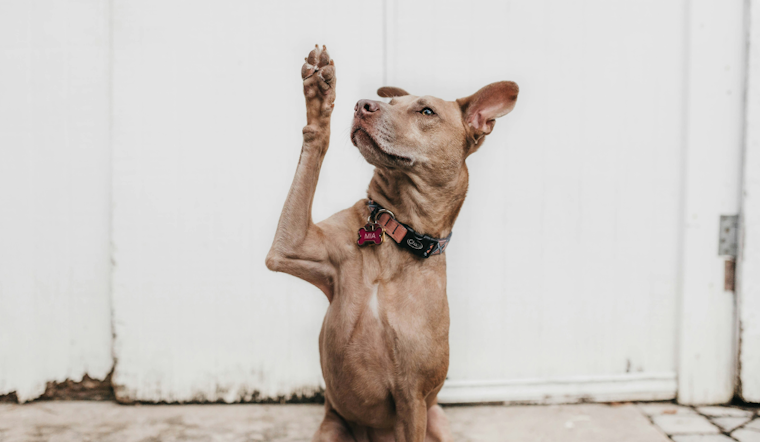 Orange County Animal Services Launches August Adoption Promotions to Ease Shelter Overcrowding