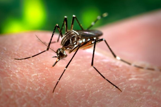 Orange County Intensifies Mosquito Control Efforts After Local Dengue Transmission Confirmed