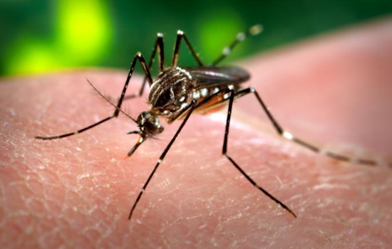 Orange County Intensifies Mosquito Control Efforts After Local Dengue Transmission Confirmed