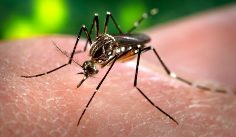 Orange County Intensifies Mosquito Control Efforts After Local Dengue Transmission Confirmed