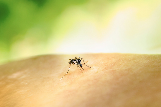 Orange County Ramps Up Mosquito Control Measures Amid Dengue and Oropouche Virus Concerns