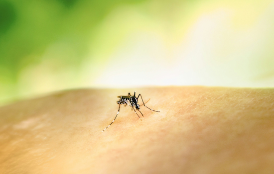 Orange County Ramps Up Mosquito Control Measures Amid Dengue and Oropouche Virus Concerns