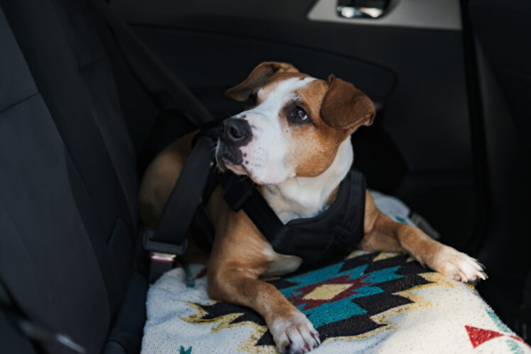 Orange County's Heatstroke Epidemic: The Crucial Need for Pet Safety Awareness