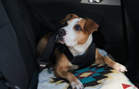 Orange County's Heatstroke Epidemic: The Crucial Need for Pet Safety Awareness