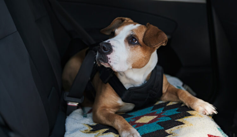 Orange County's Heatstroke Epidemic: The Crucial Need for Pet Safety Awareness