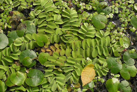 Oviedo Battles Invasive Aquatic Plants to Protect Ecosystem and Water Quality