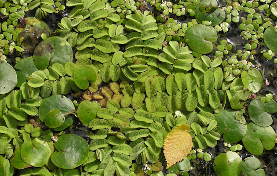 Oviedo Battles Invasive Aquatic Plants to Protect Ecosystem and Water Quality
