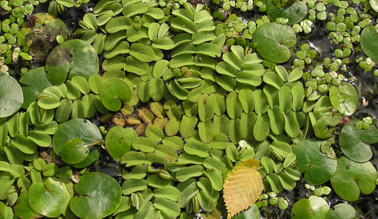 Oviedo Battles Invasive Aquatic Plants to Protect Ecosystem and Water Quality