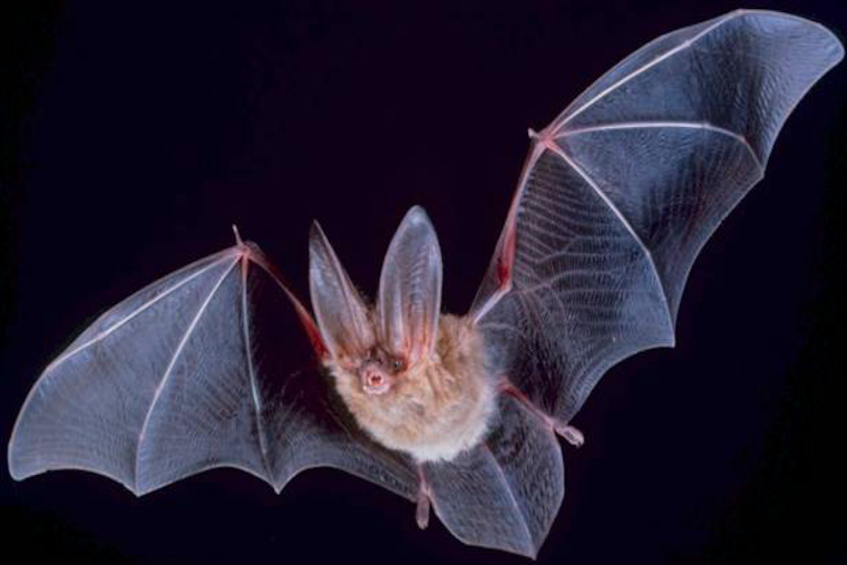 Pasadena Issues Public Health Alert as Rabid Bat Found, First Case Since 2019 Spurs Safety Warnings