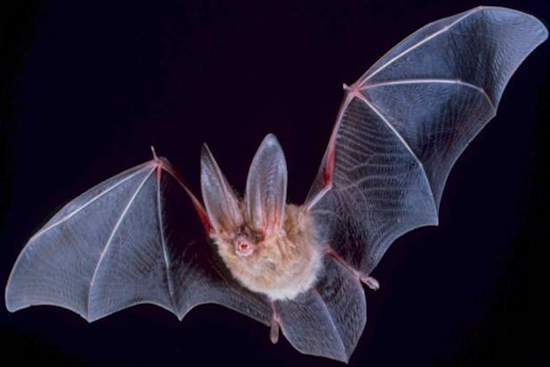 Pasadena Issues Public Health Alert as Rabid Bat Found, First Case Since 2019 Spurs Safety Warnings