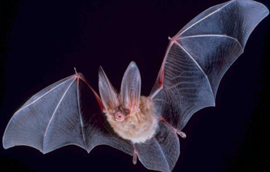 Pasadena Issues Public Health Alert as Rabid Bat Found, First Case Since 2019 Spurs Safety Warnings