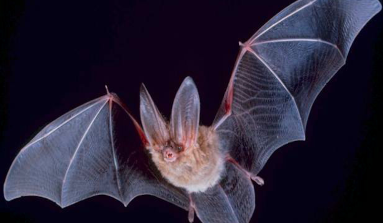 Pasadena Issues Public Health Alert as Rabid Bat Found, First Case Since 2019 Spurs Safety Warnings
