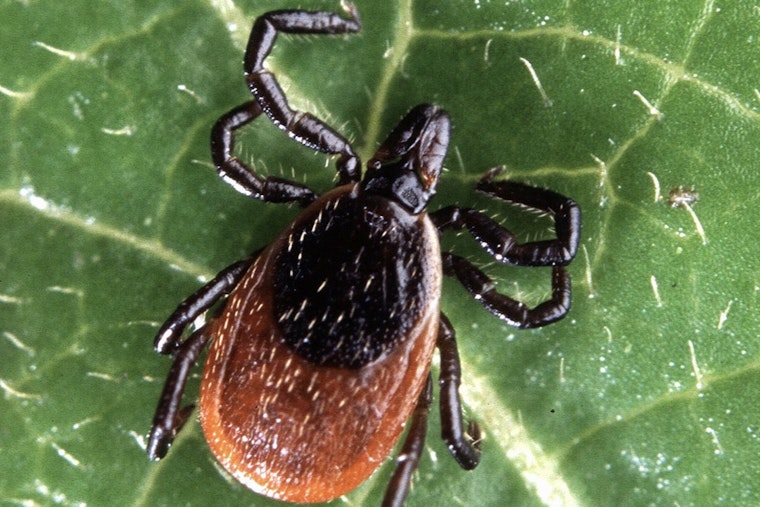 Pennsylvania Health Officials Address Lyme Disease Surge at Memorial Lake State Park
