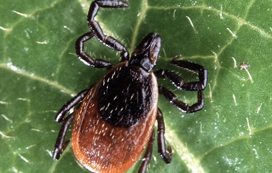 Pennsylvania Health Officials Address Lyme Disease Surge at Memorial Lake State Park