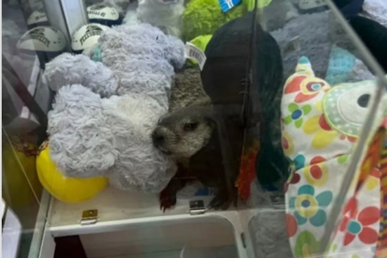 Pennsylvania Mini Golf Course Witnesses Whimsical Rescue of Groundhog Trapped in Claw Machine