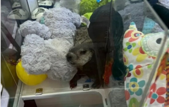 Pennsylvania Mini Golf Course Witnesses Whimsical Rescue of Groundhog Trapped in Claw Machine