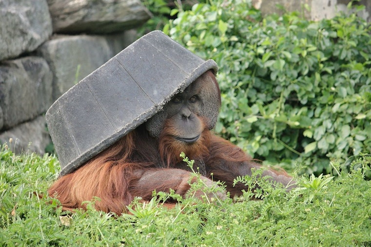 Philadelphia Zoo Celebrates Public Debut of Endangered Sumatran Orangutan Jambi and Mother Tua