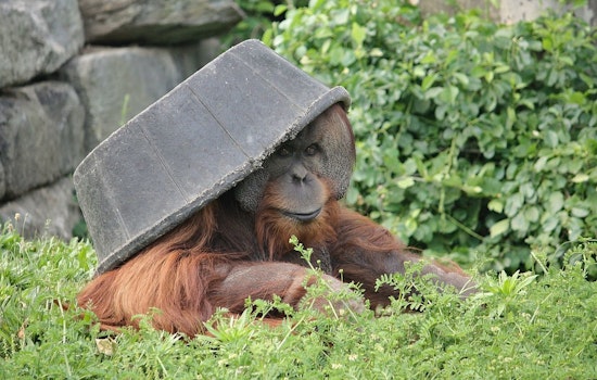 Philadelphia Zoo Celebrates Public Debut of Endangered Sumatran Orangutan Jambi and Mother Tua